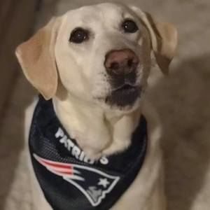 Meet your Posher, Bailey